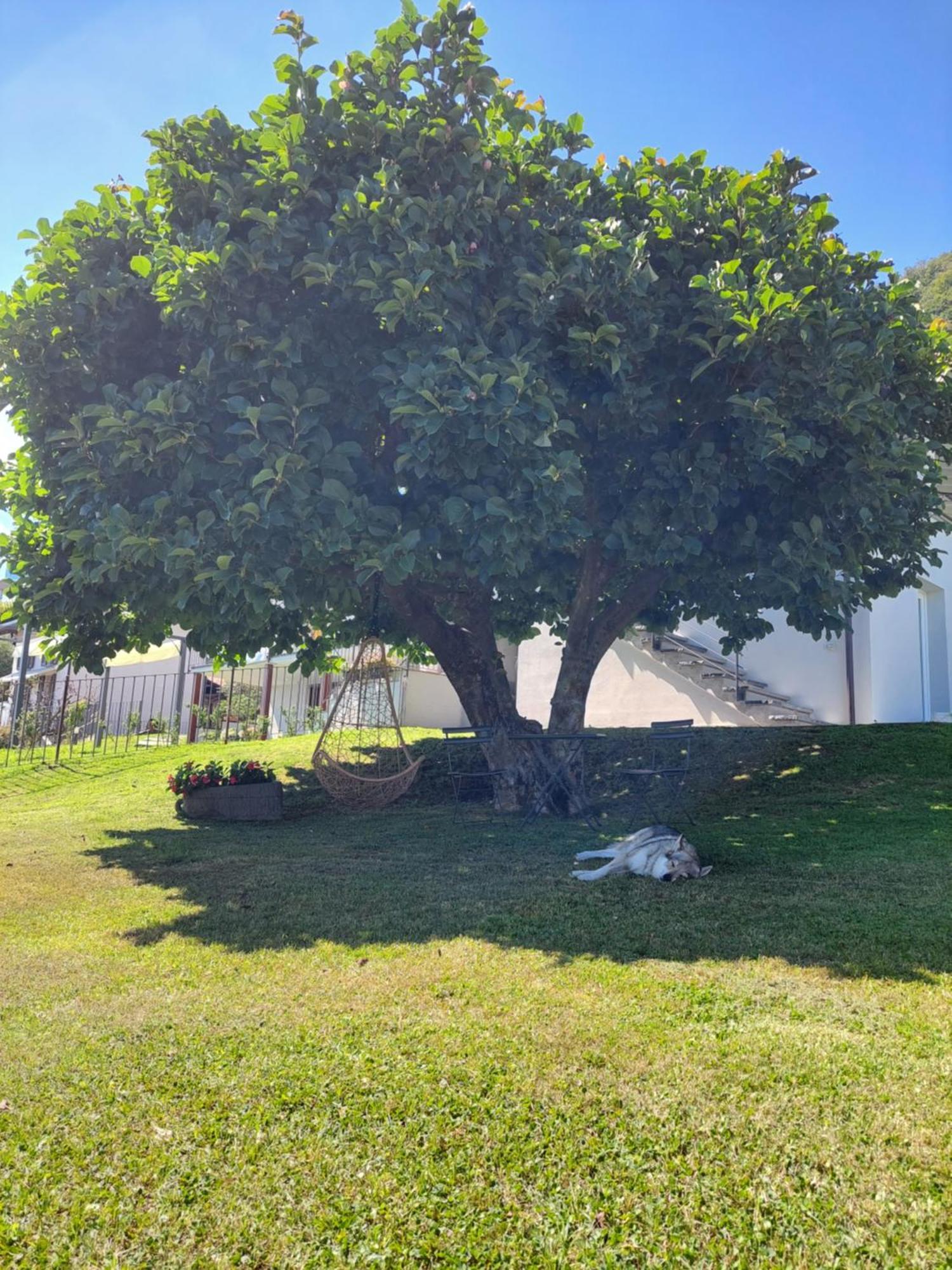 Casa Vacanze Perla Del Lago Domaso Exterior foto